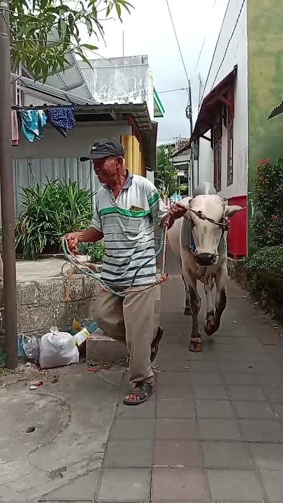 kedatangan hewan qurban #shorts