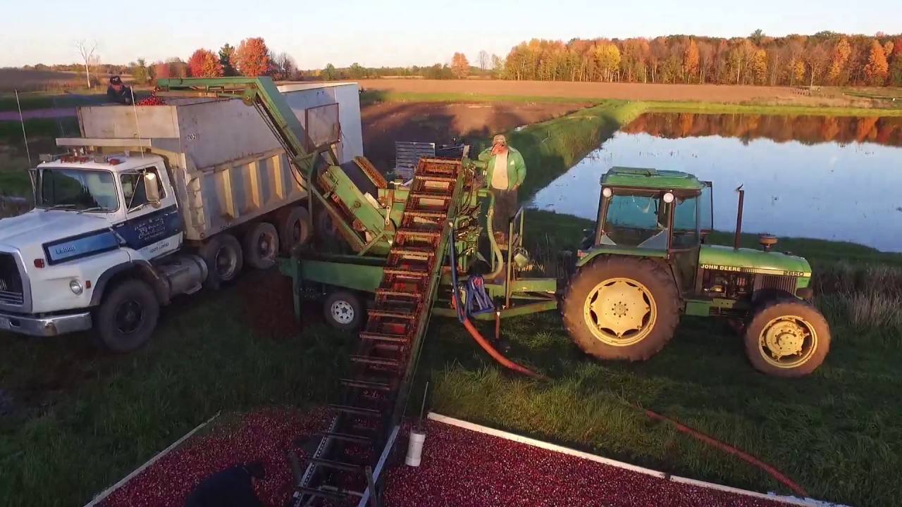 Wisconsin Cranberry Harvest YouTube