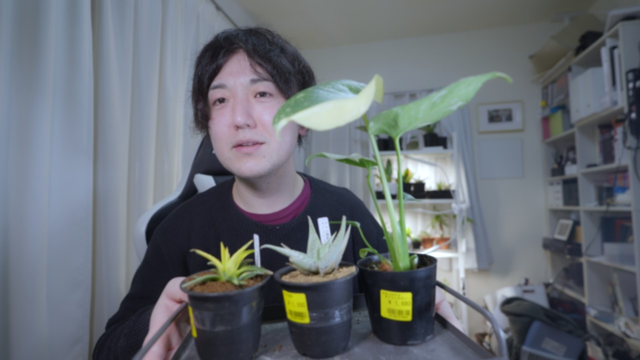 オザキフラワーパークで植物3種買ってきました！斑入りモンステラ、ディッキア、アロエハイブリッド#観葉植物 #植物  #モンステラ
