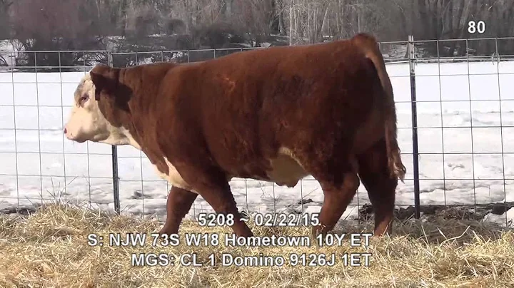 Lot 80 ~ H5 10Y Domino 5208