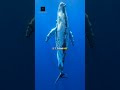 A blue whales tongue alone weighs as much as a full grown elephant.