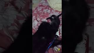 Cheese playing with Morticia 😻😻🖤😻