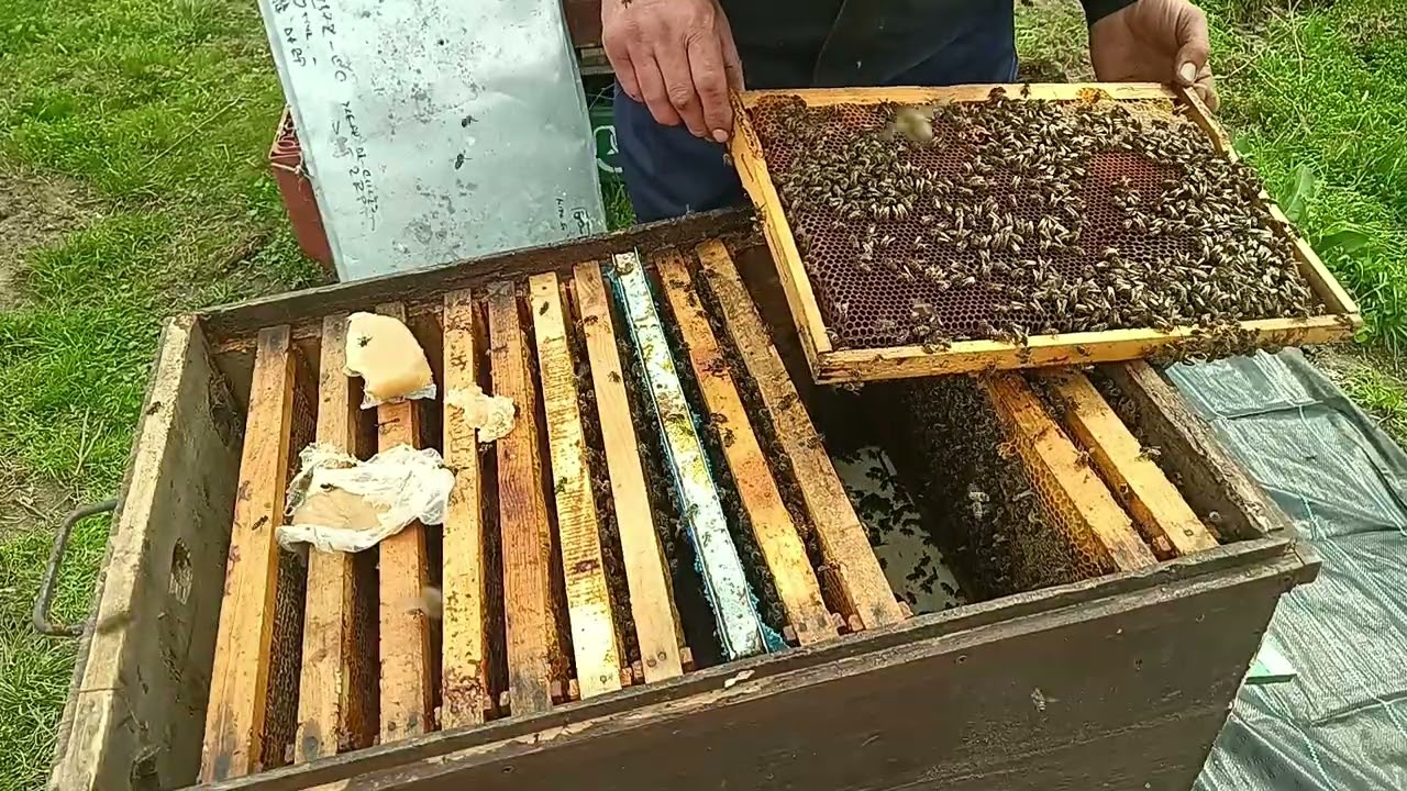 Stup fără regină . Dăm regină de la rezervă