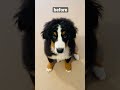 はじめてシャンプーをしたバーニーズマウンテンドッグの子犬