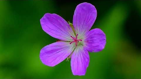 سورة ٱل عمران بصوت القارئ أحمد محمد سلامه