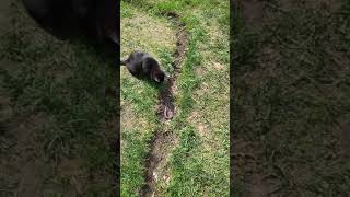 Черный кот против огромной гадюки
