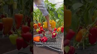 КАК ВЫРАСТИТЬ БОЛЬШОЙ УРОЖАЙ ПЕРЦА