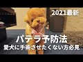 【膝蓋骨脱臼】パテラは後ろ脚に筋肉をつけて予防できる！ / トイプードル ティーカッププードル 成犬 リハビリ トレーニング 歩き方 マッサージ 手術 骨折 グレード チワワ ポメラニアン ダックス