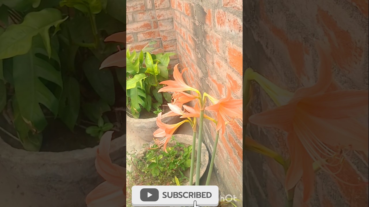 beautiful flower plant 