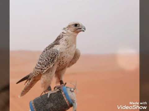 عزت علي نفسي ونفسي عزيزة