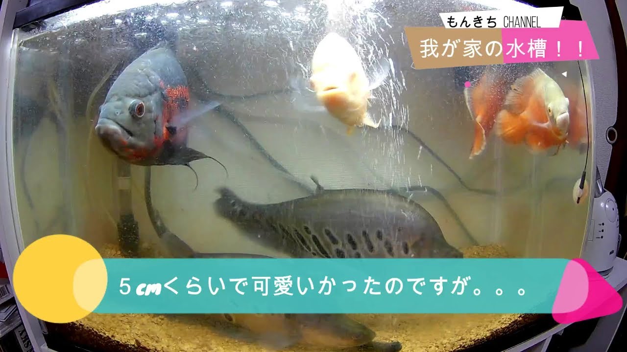 熱帯魚 肉食 タイガーオスカー はじめてタイガーオスカーを飼育される方へ 熱帯魚初心者の方 必見 03 アクアリウム Youtube