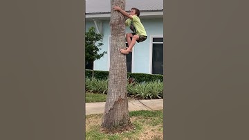 😱Nine-year-old climbs palm tree 😵‍💫😵🌴 #crazyhousefam #ninjawarrior #climbing #climbingtrees