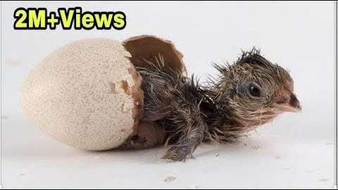 Incubator for chicken eggs | Egg Hatching Result 2020 | How to make incubator