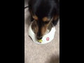 早食い防止ボウルで食べたよ