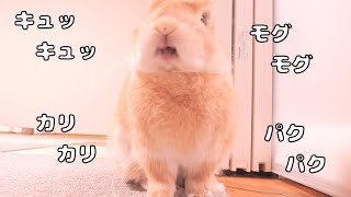 うさぎは常に音を出しているようなのでこっそりと録音してみました【No.1828】