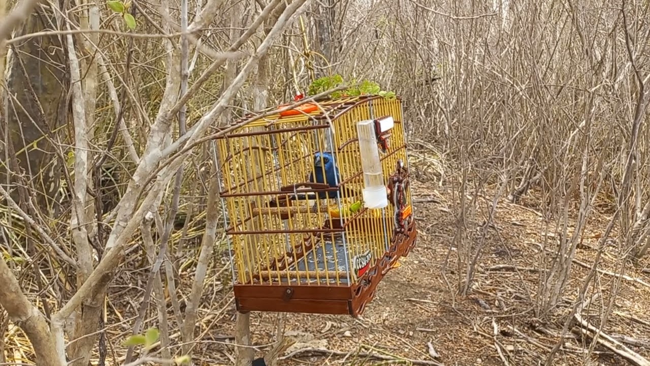 AZULAO XAROPINHO NA PEGADA 