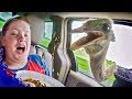 Ostrich Steal Tourist's  Food|| Funny Baby and Pet