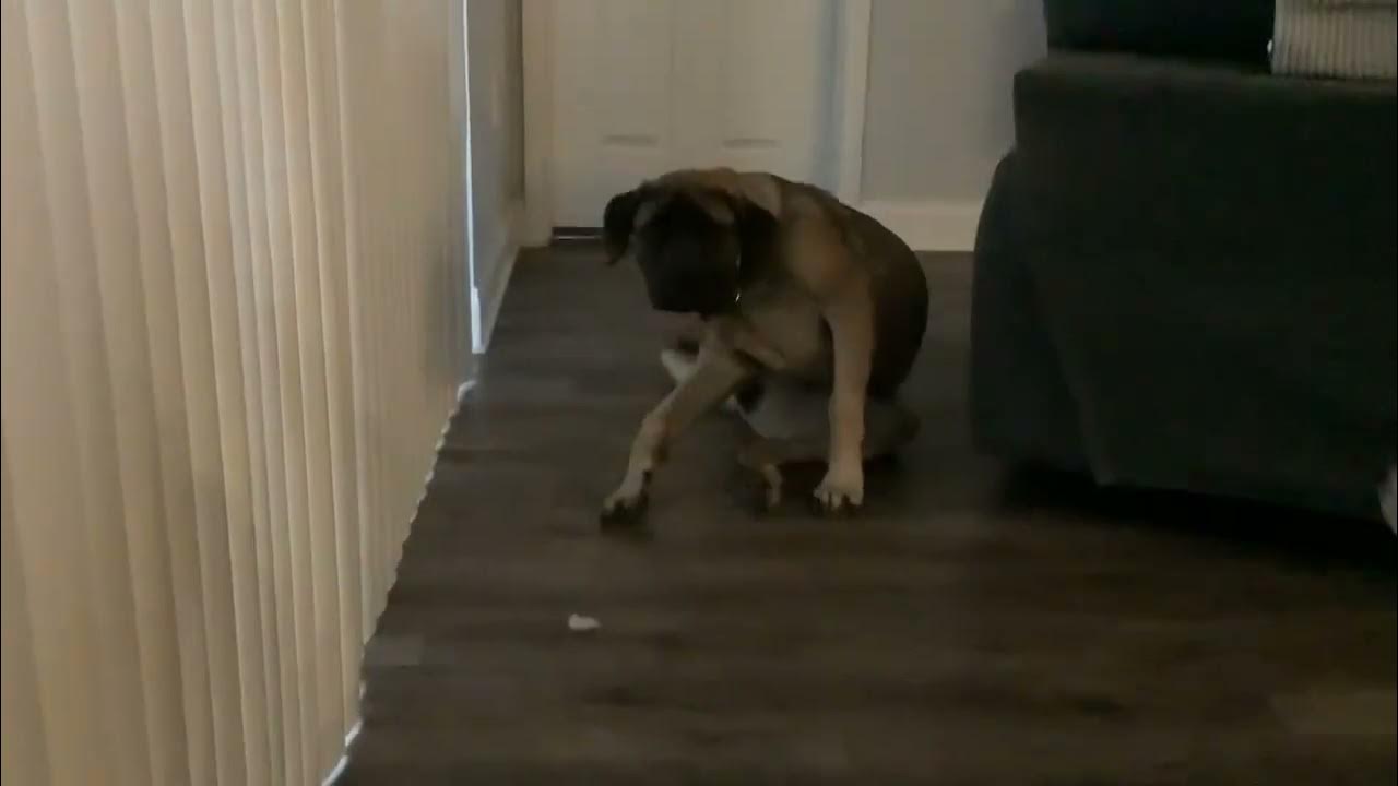 my-dog-scratching-her-self-youtube