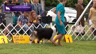 Australian Shepherds | Breed Judging 2021