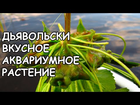 ВОДЯНОЙ ОРЕХ. Trápa nátans. СЕКРЕТЫ ВЫРАЩИВАНИЯ
