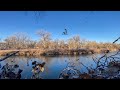 All Green Limit Solo Duck Hunt on Public Land (Must See Triple!)