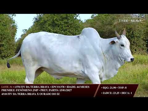 LOTE 31   EPCO 1378