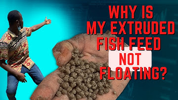 WHY YOUR FLOATING FISH FEED EXTRUDER MACHINE IS NOT PRODUCING FLOATING PELLETS/FEEDS  Epi.1