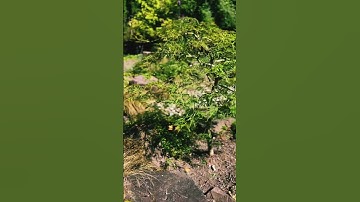 Lovely little green lace leaf Japanese maple on Mercer Island, WA pruned on July 18th 2023