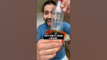 How to Grow Your Own Blueberries at Home 🫐 creative explained