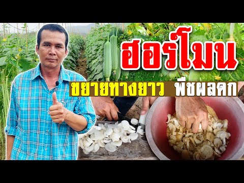 ฮอร์โมนขยายทางยาว