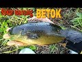 REKOR MANCING IKAN BETOK/PAPUYU  TERBESAR