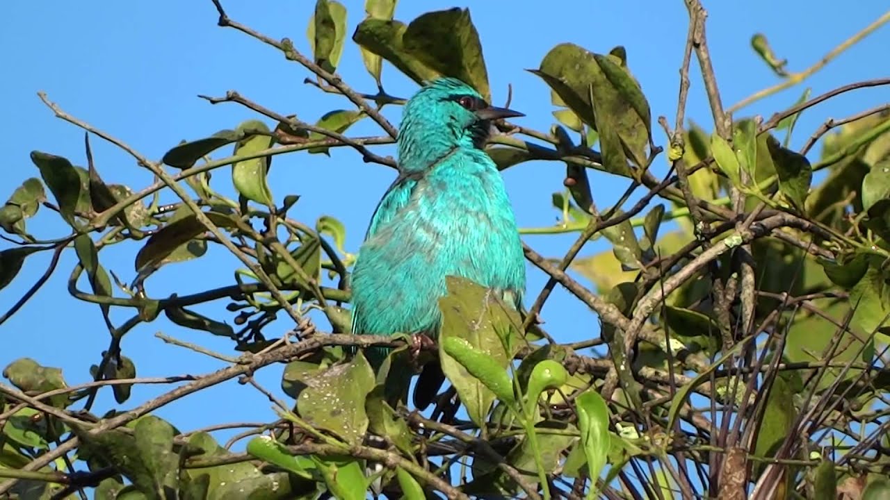Saí-azul (blue dacnis or turquoise honeycreeper) - (Dacnis cayana)