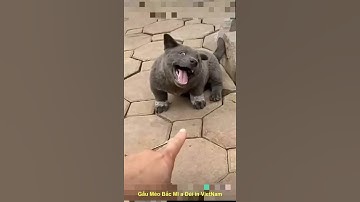 idol nổi tiếng Nguyễn Văn Dúi Gấu Mèo Bắc Mỹ chú chó thách thức dư luận #Shorts