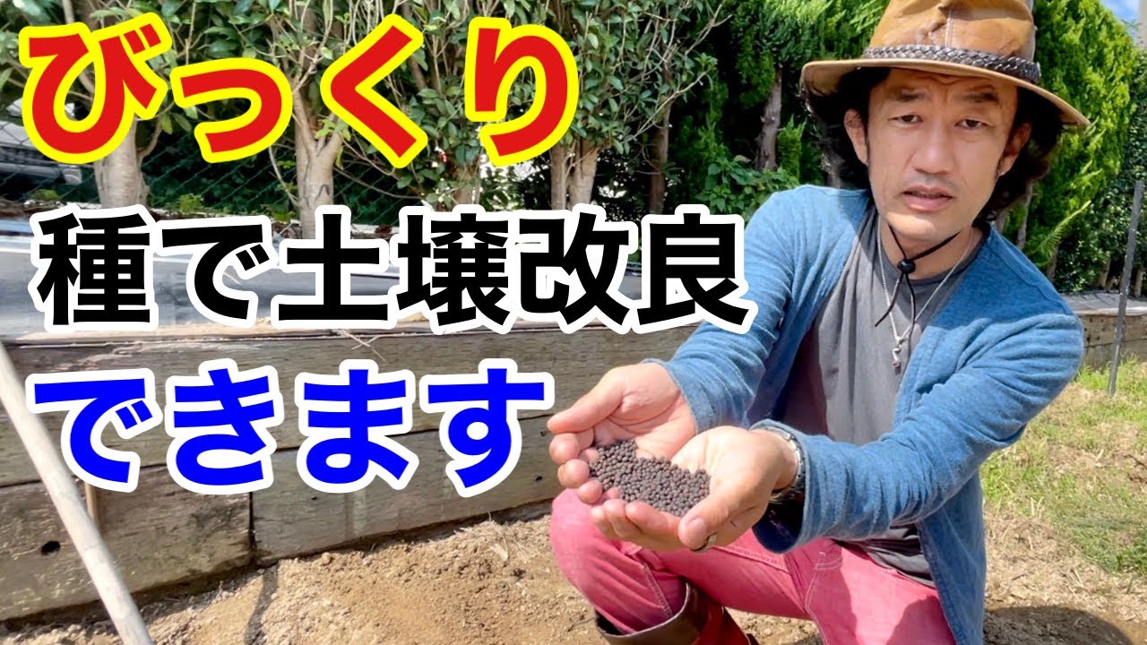 肥料になる植物 ヘアリーベッチの使い方 カーメン君 園芸 ガーデニング 初心者 Youtube 肥料になる植物 ヘアリーベッチの使い方 カーメン君 園芸 ガーデニング 初心者 Youtube