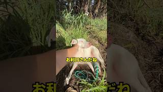 ランニング中ずっとついてきた犬の正体