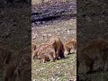 Wildschweine
