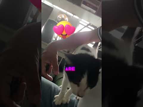 Hilarious Cat Behavior