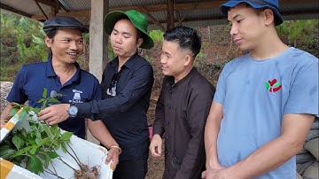 Đưa Nguyễn Tất Thắng Tham Quan Vườn Sâm Ngọc Linh Và Nhổ Sâm Cho khách Vip Hà Nội