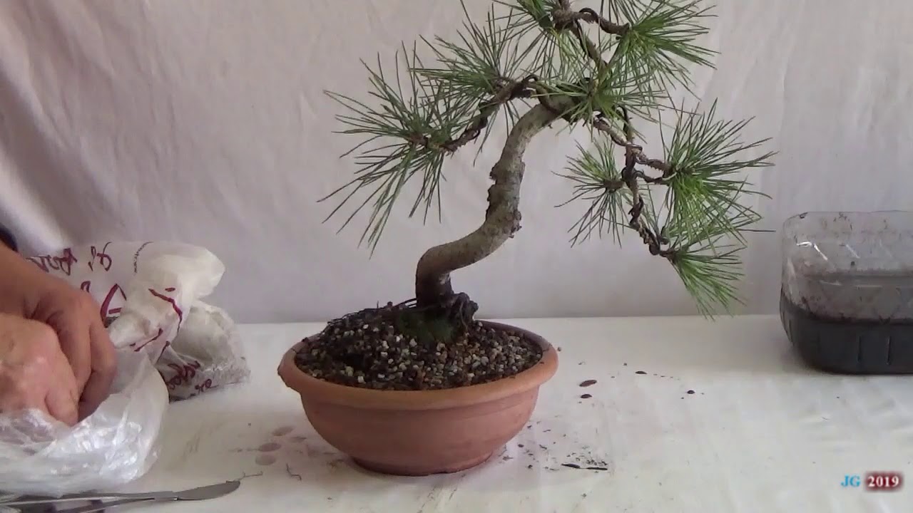 Pino negro japones.  Comienza nueva historia pino 3  Trasplante hacia maceta bonsái.