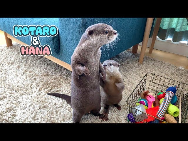 カワウソコタローとハナ　可笑しくてほっこりする２人のやりとり　Otter Kotaro&Hana Get on Great Together