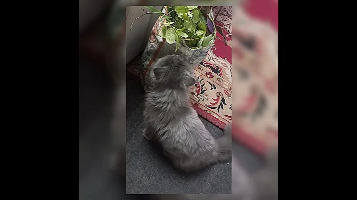 Video 10068531: russian cat, funny russian cats, beautiful cat breeds