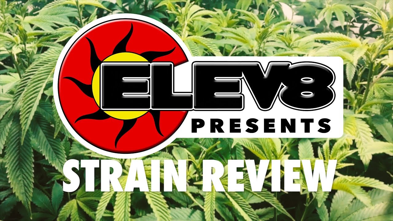 Cannabis Strain Review: Kurple - ELEV8 Presents