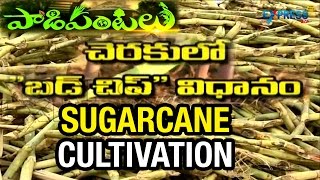 Budchip Method is reducing seed cost in Sugarcane Cultivation - Paadi Pantalu | Express TV