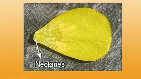 Taxonomy and diversity of Ranunculaceae