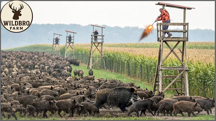 Wild Boars Came by the Hundreds – Farmers Fought Back Hard!