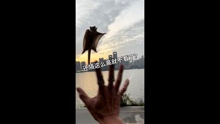 Flying pet # Cute pet's confusing behavior