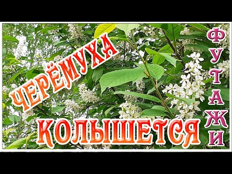 ❃Под окном черёмуха колышется ❃❃❃ Черёмуха цветёт ❃ натуральные весенние футажи и видеофоны