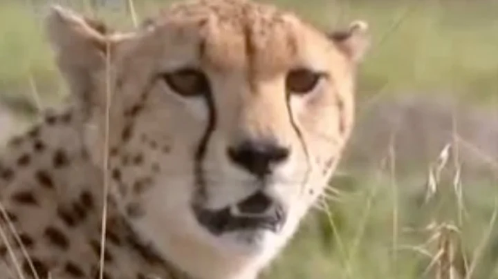 Baby Cheetah Vs. Baboon | BBC Wildlife - DayDayNews
