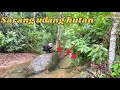 Berburu ikan dan udang di hutan saat hujan deras udanggalah