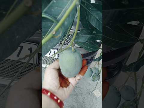 Mango lover 🤩#mango #viralvideo #food